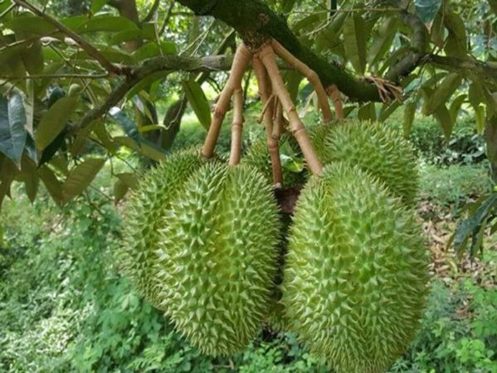 Cây Giống Sầu Riêng Ri6 Da Xanh Cơm Vàng Hạt Lép