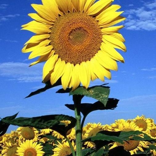 Hạt giống hoa hướng dương cao -1 gói 30 hạt -