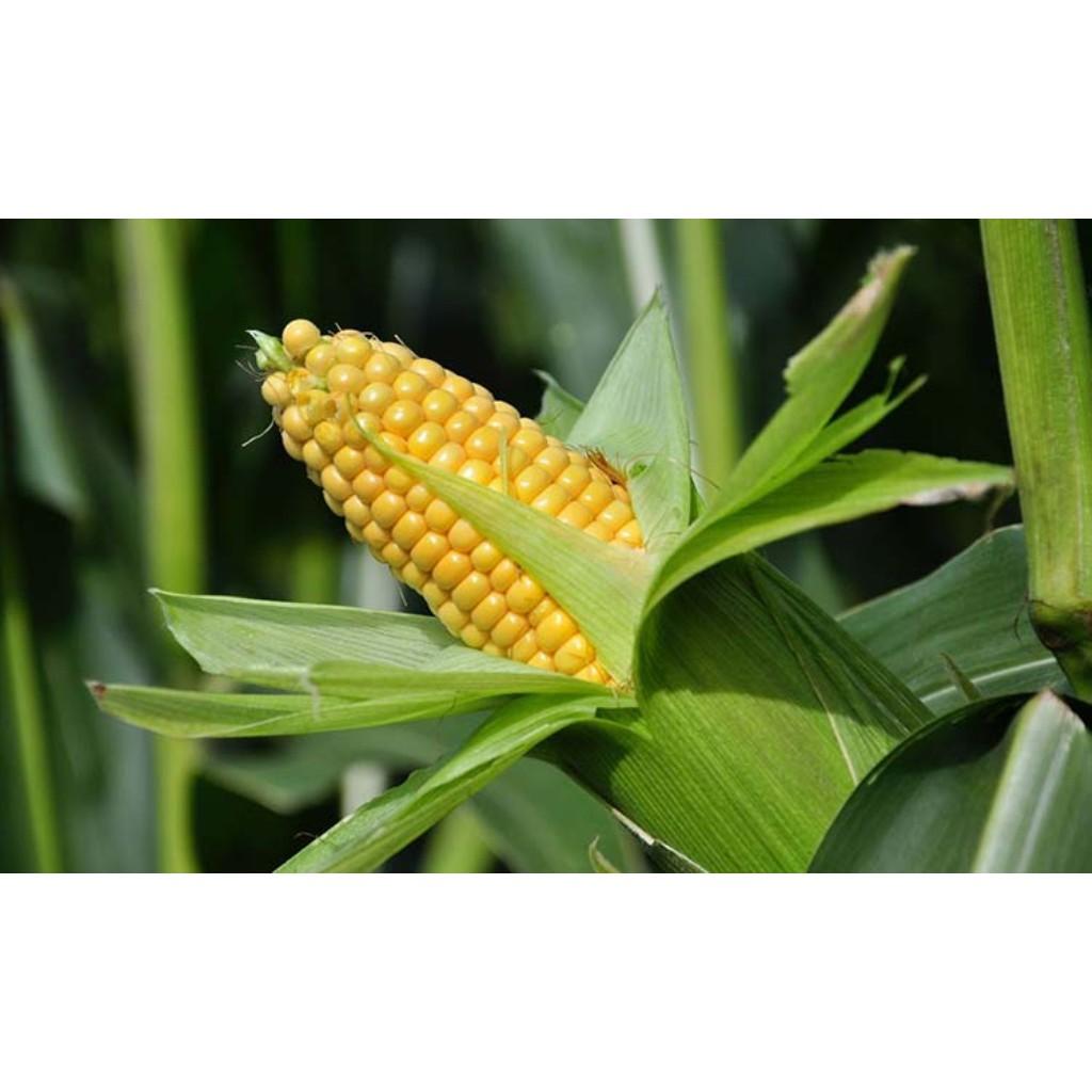 Hạt Giống Bắp Mỹ F1 - 20g