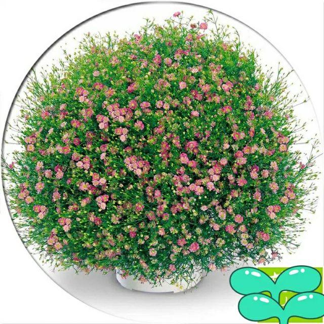 Hạt giống hoa lưu ly hồng 100 hạt