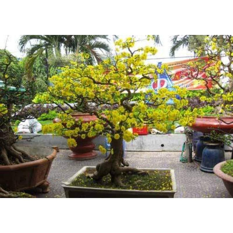 Gói hạt giống hoa mai vàng 10 hạt