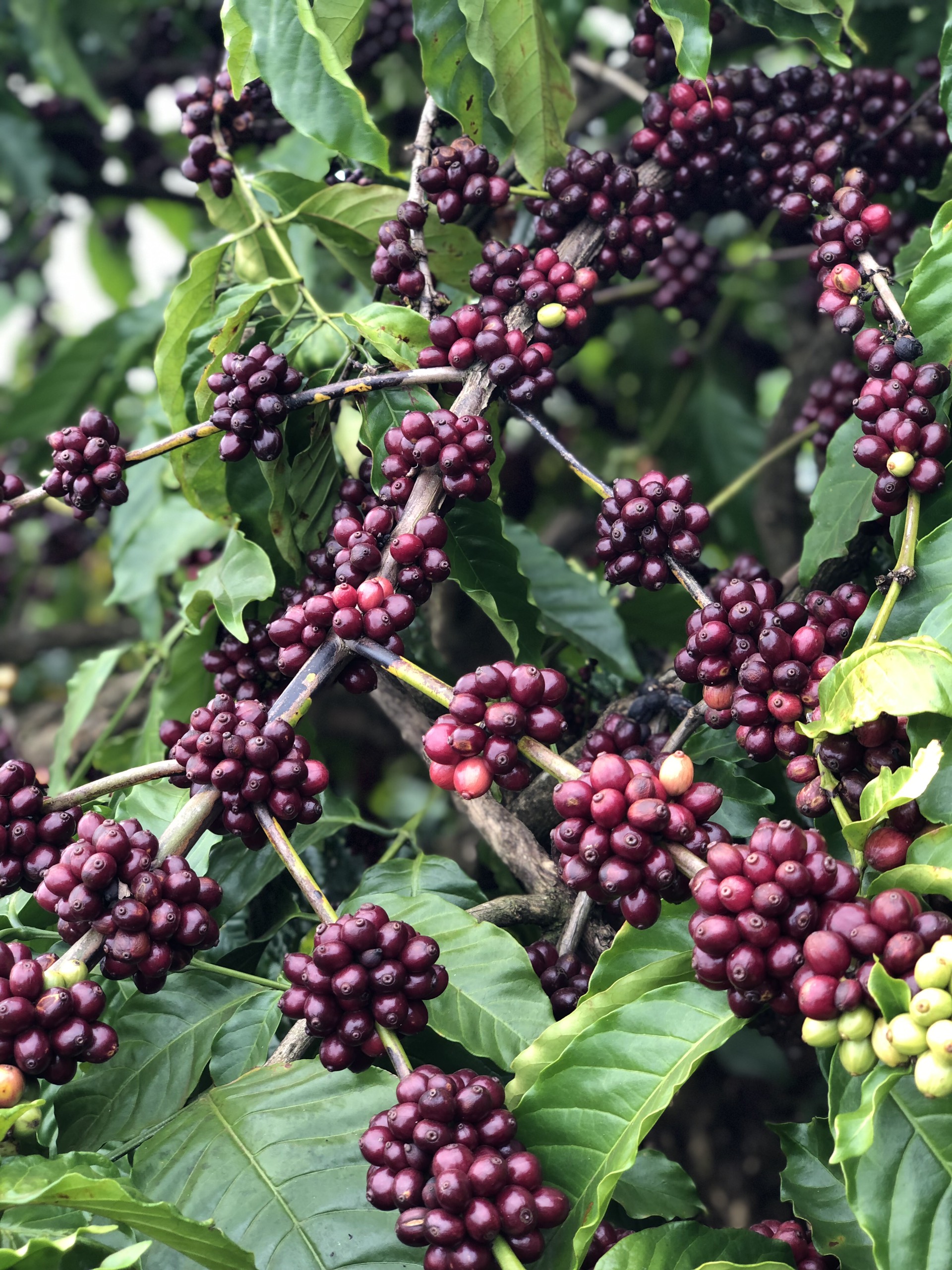 Cà Phê Nguyên Chất Baka - Robusta