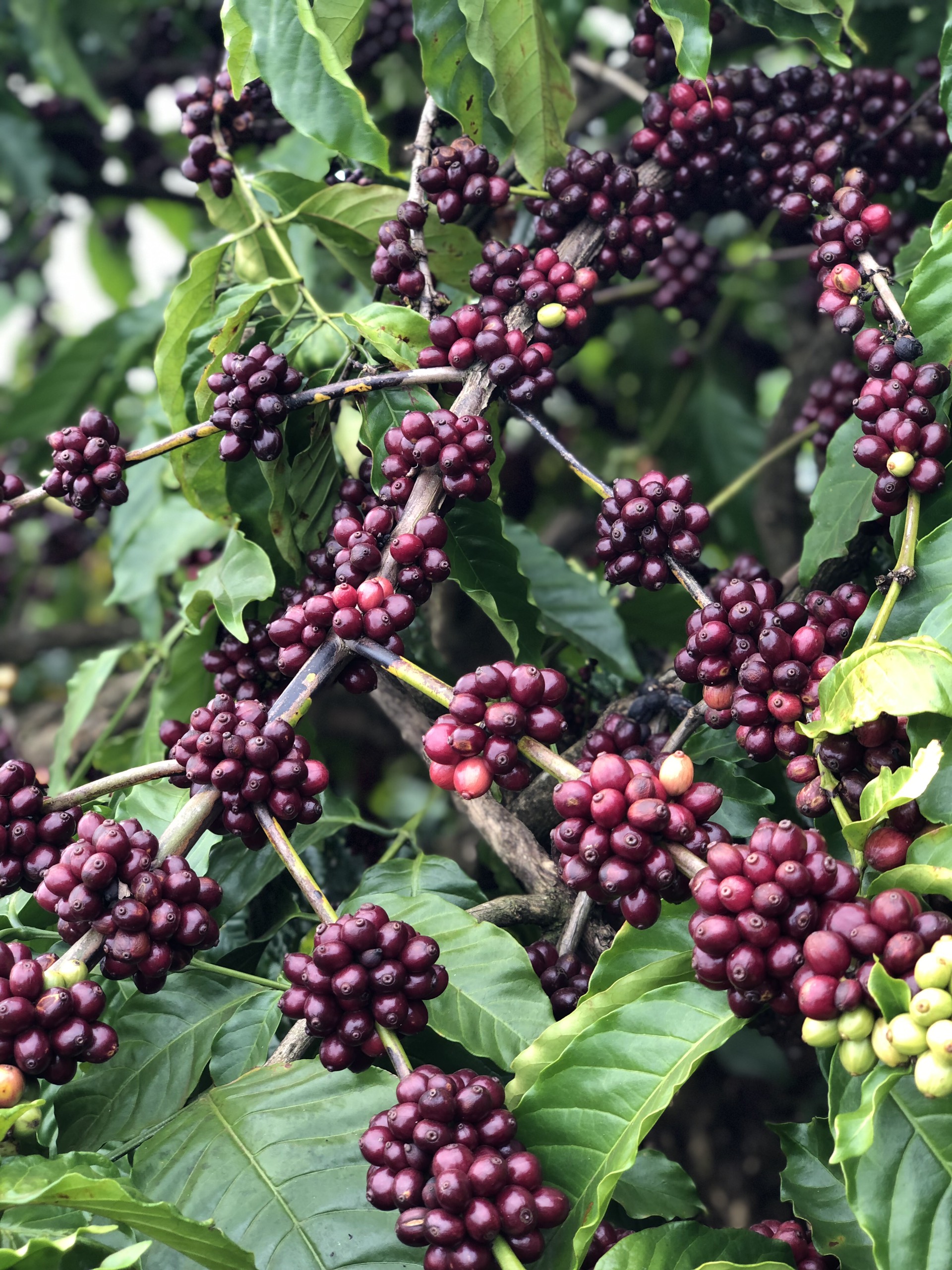 Cà Phê Nguyên Chất Baka - Robusta (Hộp 500g)