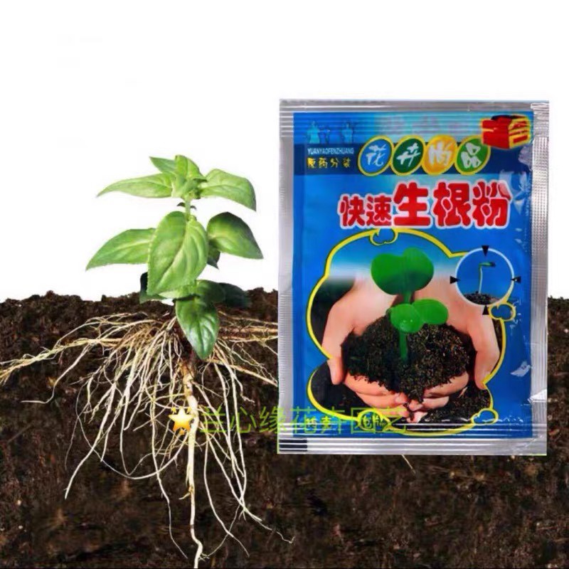Thu ốc kích rễ và kích nảy mầm giúp hạt giống nhanh nảy mầm và ra rễ