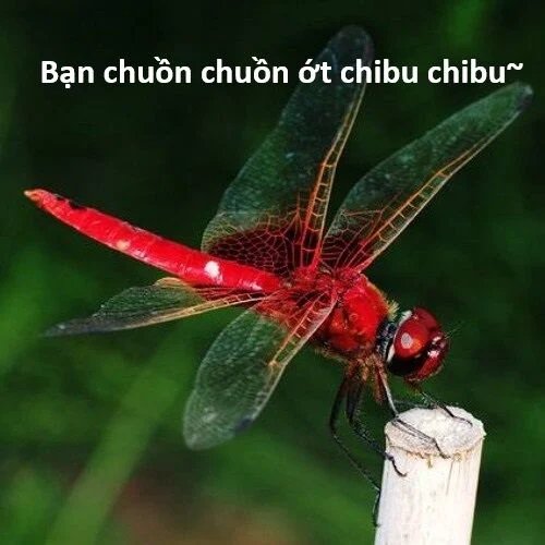 sự lụi tàn của usuzumi chapter 117 102