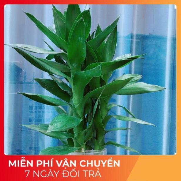 Chậu Phát Tài Búp Sen