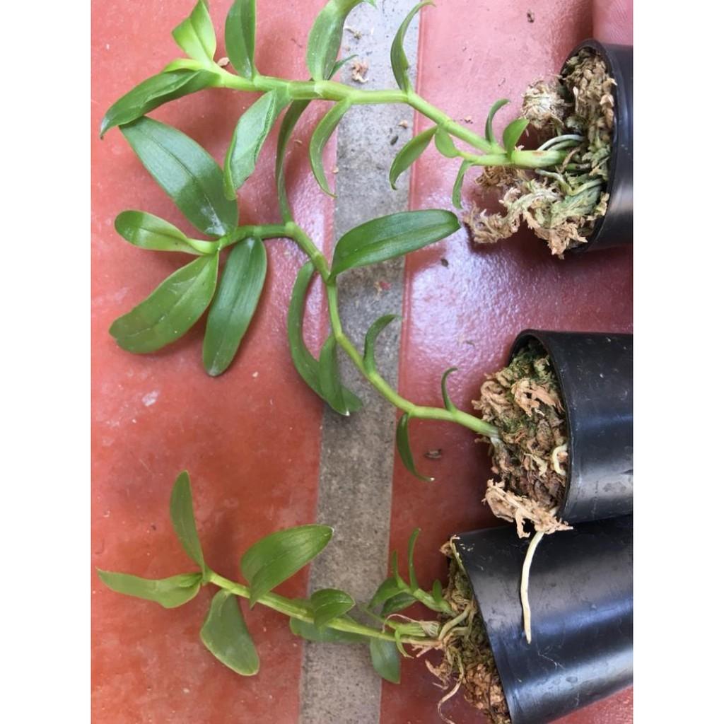 5ct hàng gieo hạt