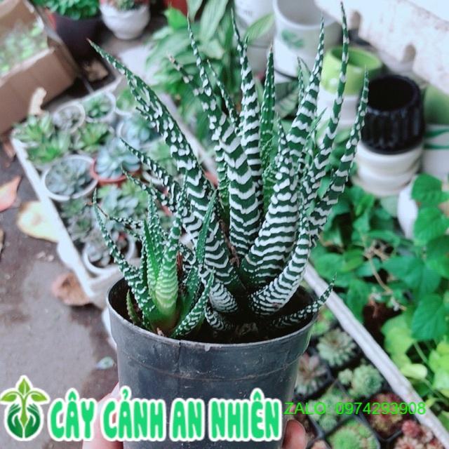 Cây Xương Rồng