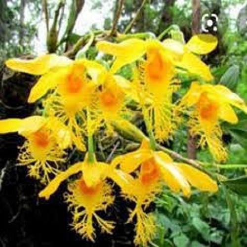 CHẬU KIỀU MÔI TUA HÀNG RỪNG THUẦN CHẬU SIÊU TO, HOA SIÊU ĐẸP