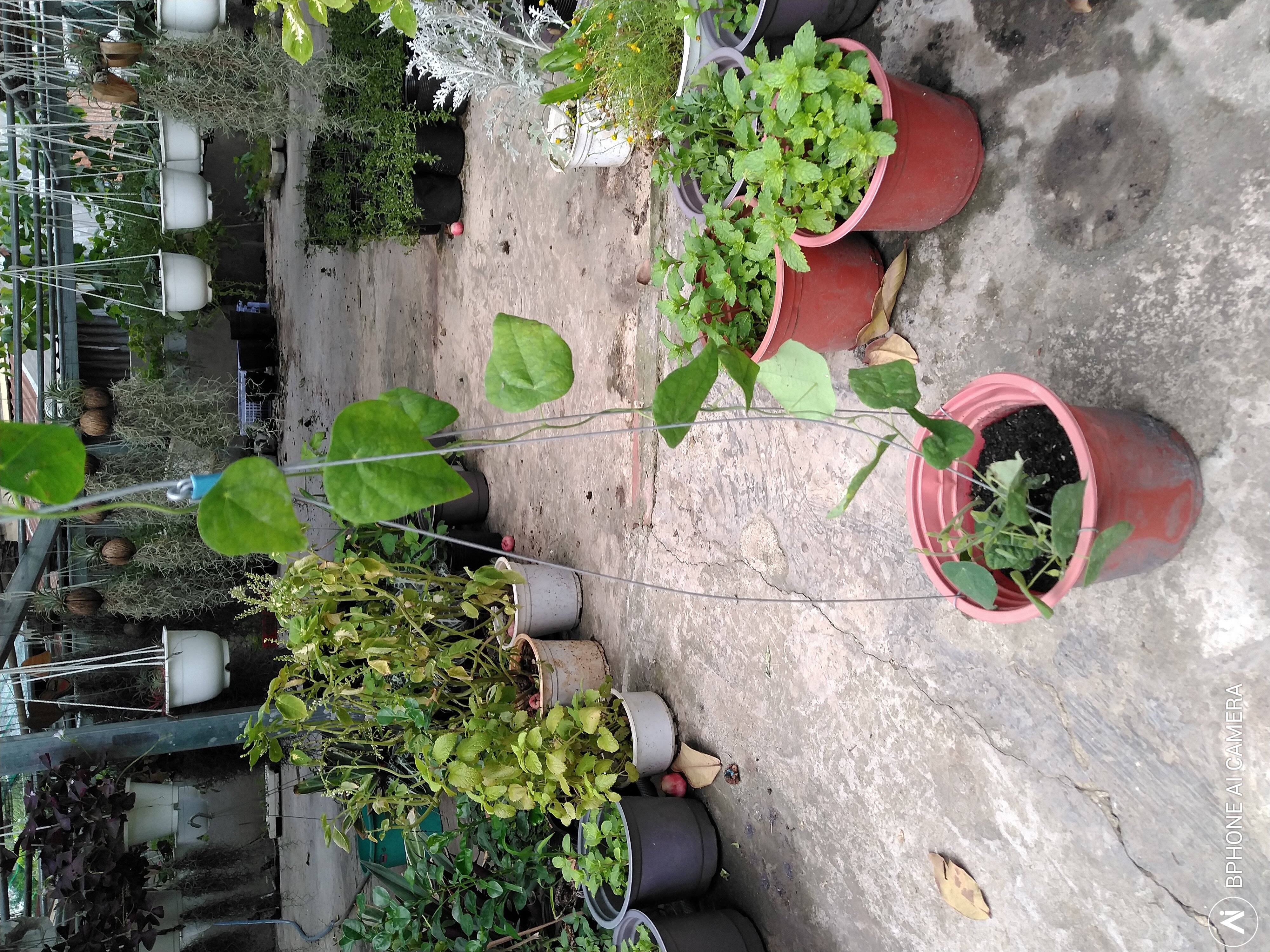 Sương Sâm Lông - Chậu Rau Dược Liệu