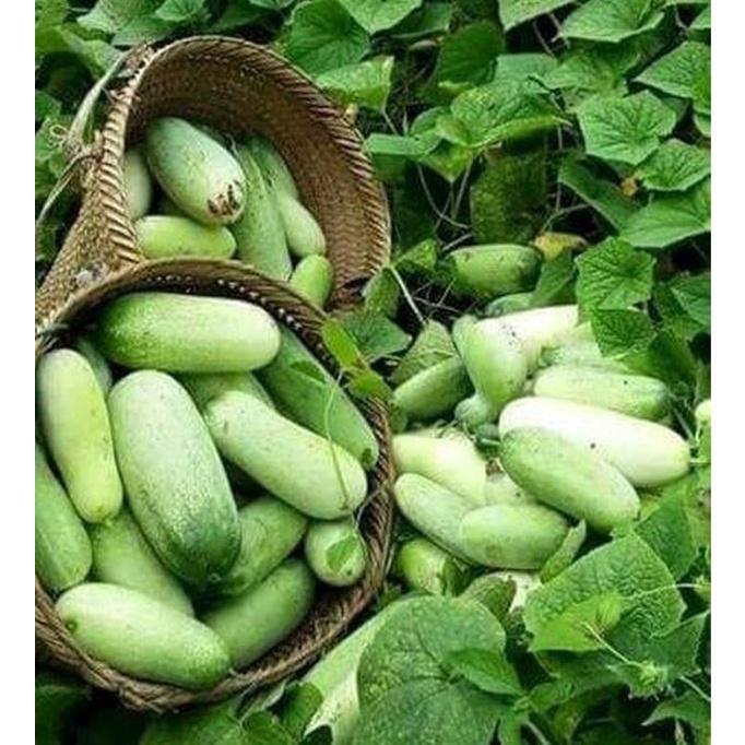 Combo 2 gói Hạt giống dưa chuột mèo Thái Lan-gói 10 hạt/tặng kèm gói phân bón lót