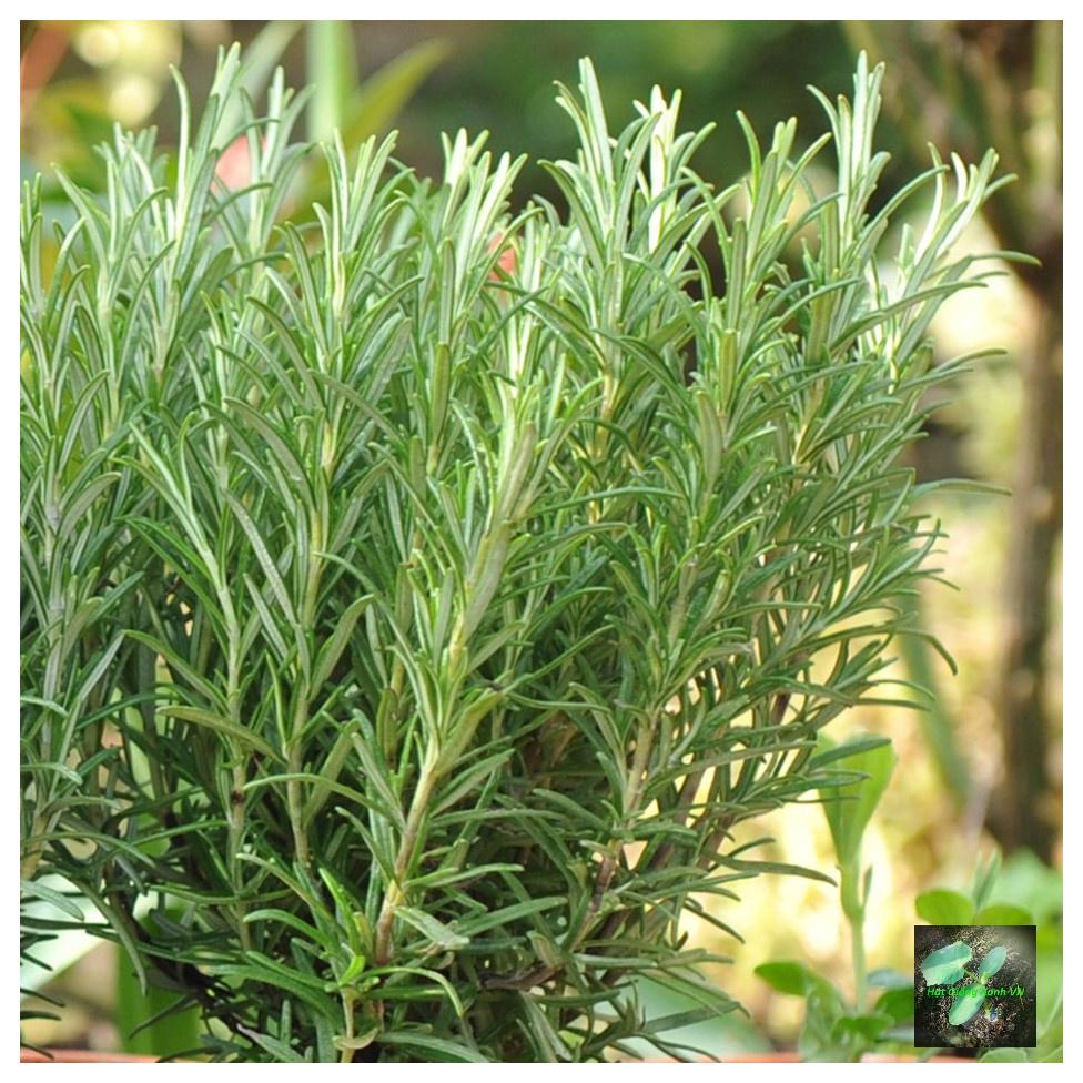Hạt giống cây hương thảo Rosemary 230, đóng gói 0.03gr