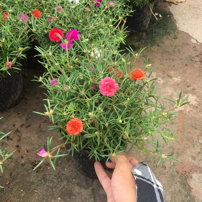 Cây Hoa Mười Giờ Thái Cánh Kép Nhiều Màu Ngọn Xum,Dễ Chăm Sóc