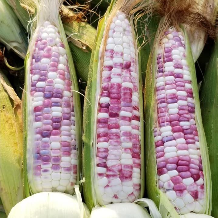 HẠT GIỐNG NGÔ NẾP LAI TÍM DẺO CAO SẢN