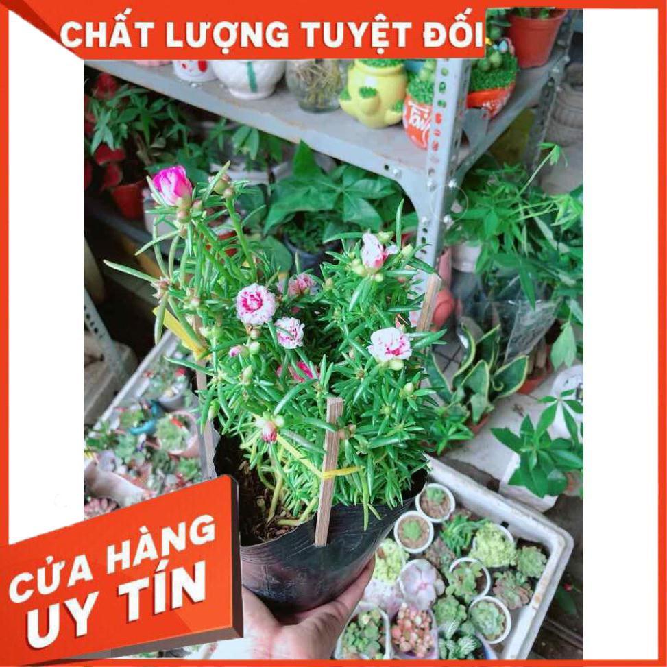 Hoa Mười Giờ Mỹ Nhiều Người Mua