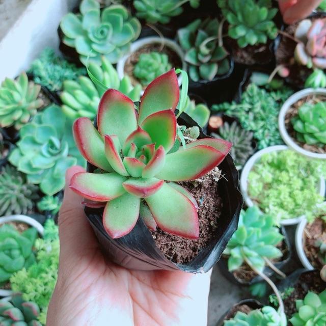 Combo 10 cây sen đá