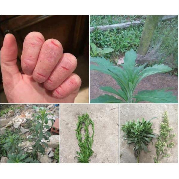 CHUẨN Cây Ngải Dại - cây giống