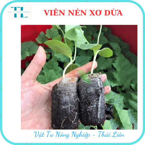 Viên Nén Xơ Dừa ươm hạt giống - Viên nén xơ dừa giá rẻ - Dễ sử dụng, tiện ích, giúp nảy mầm cao