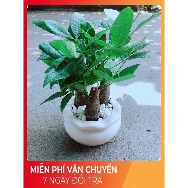 Chậu Kim Ngân 3 Thân