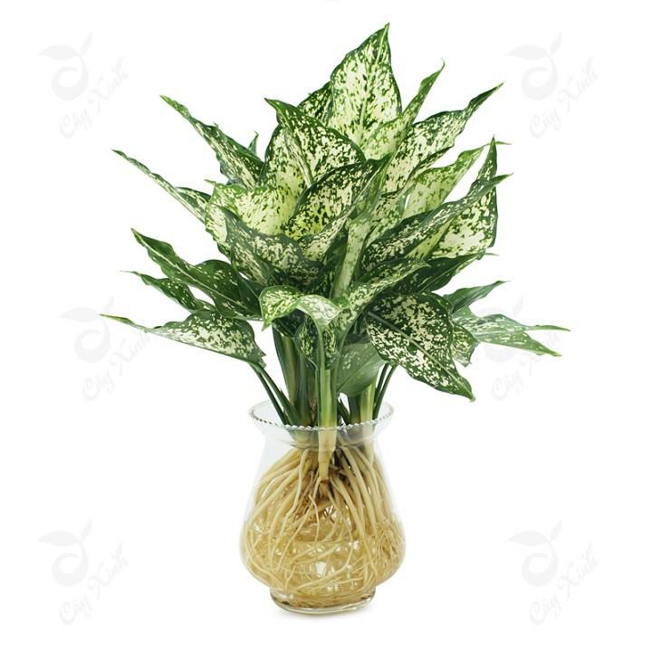Cây ngọc ngân