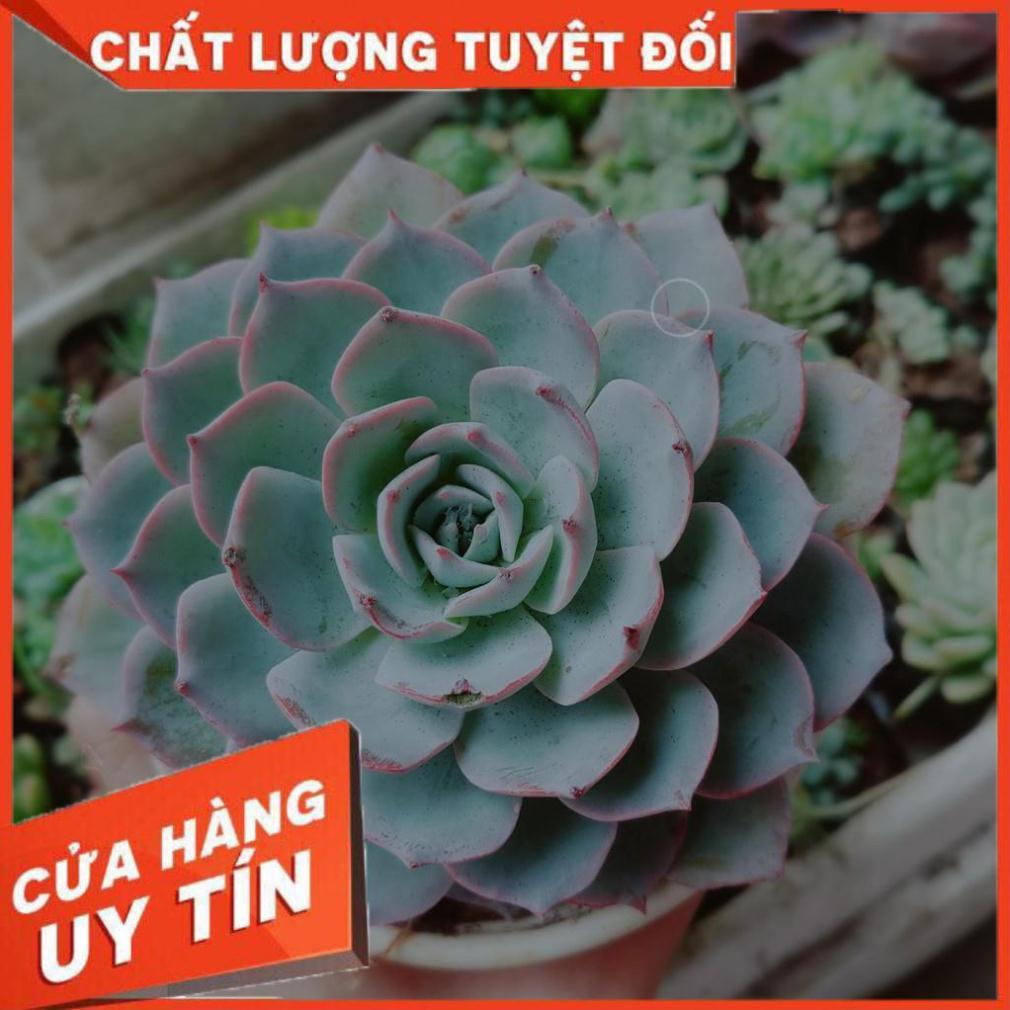 Combo 2 cây sen đá Nhiều Người Mua