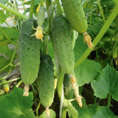 Combo 2 gói Hạt giống dưa leo baby chùm siêu quả-gói 10 hạt/tặng kèm gói phân bón lót