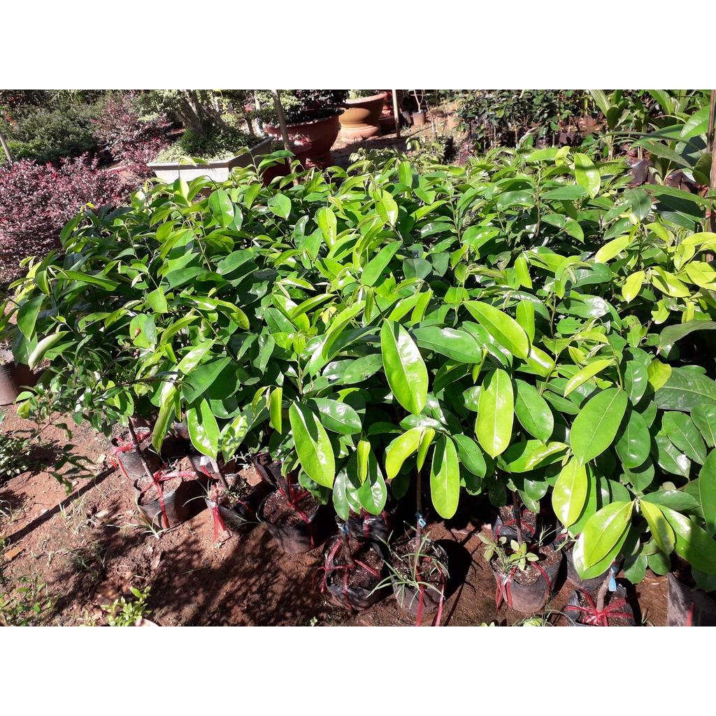 Cây giống Mãng cầu xiêm Thái TRỒNG CHẬU ()