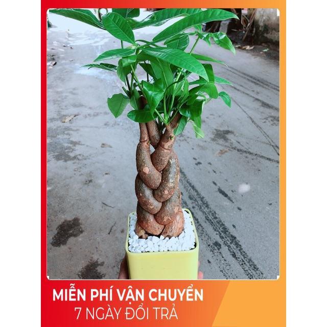 Chậu Kim Ngân 3 Thân Bính