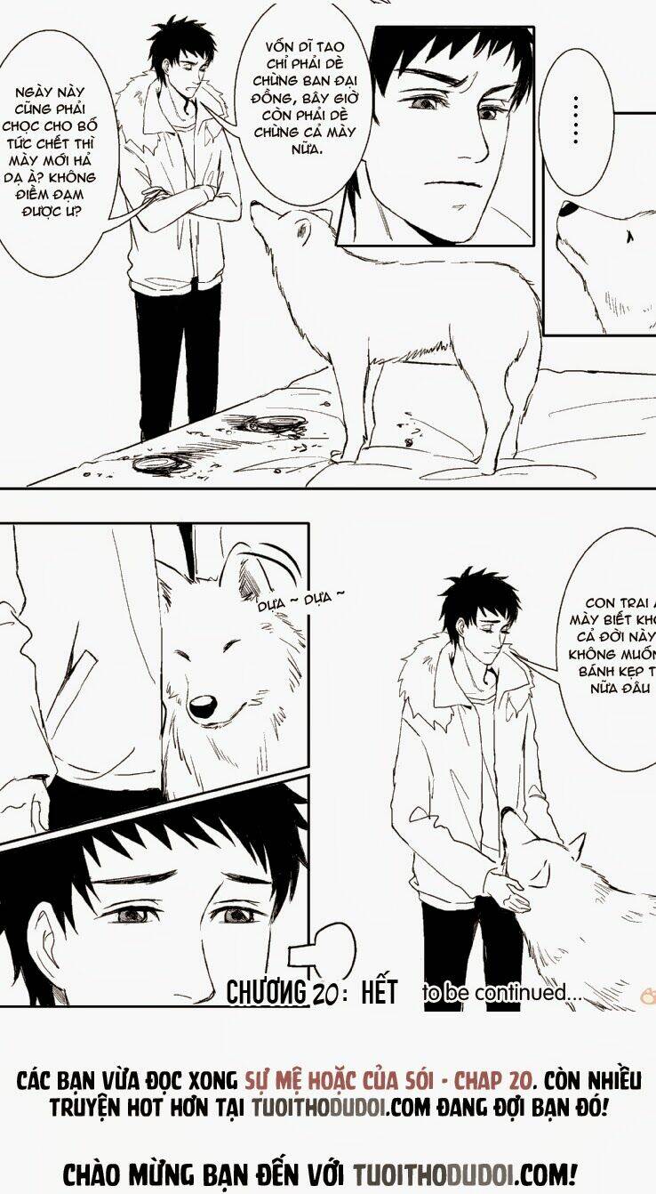 sự mê hoặc của sói chapter 20 17