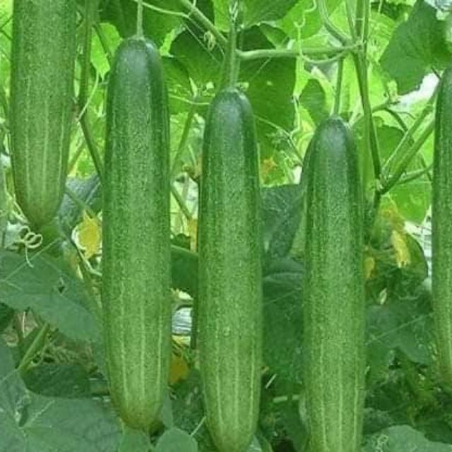 Hạt giống Dưa chuột nếp F1 - Nảy mầm cao Titapha