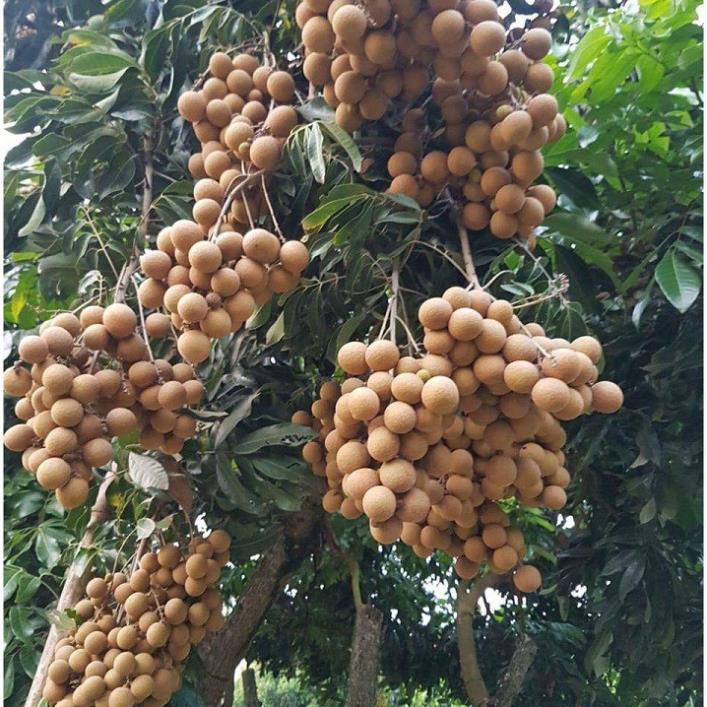 CÂY GIỐNG NHÃN LỒNG SỚM SIÊU NGON SIÊU QUẢ- CAM KÊT GIỐNG CHUẨN F1