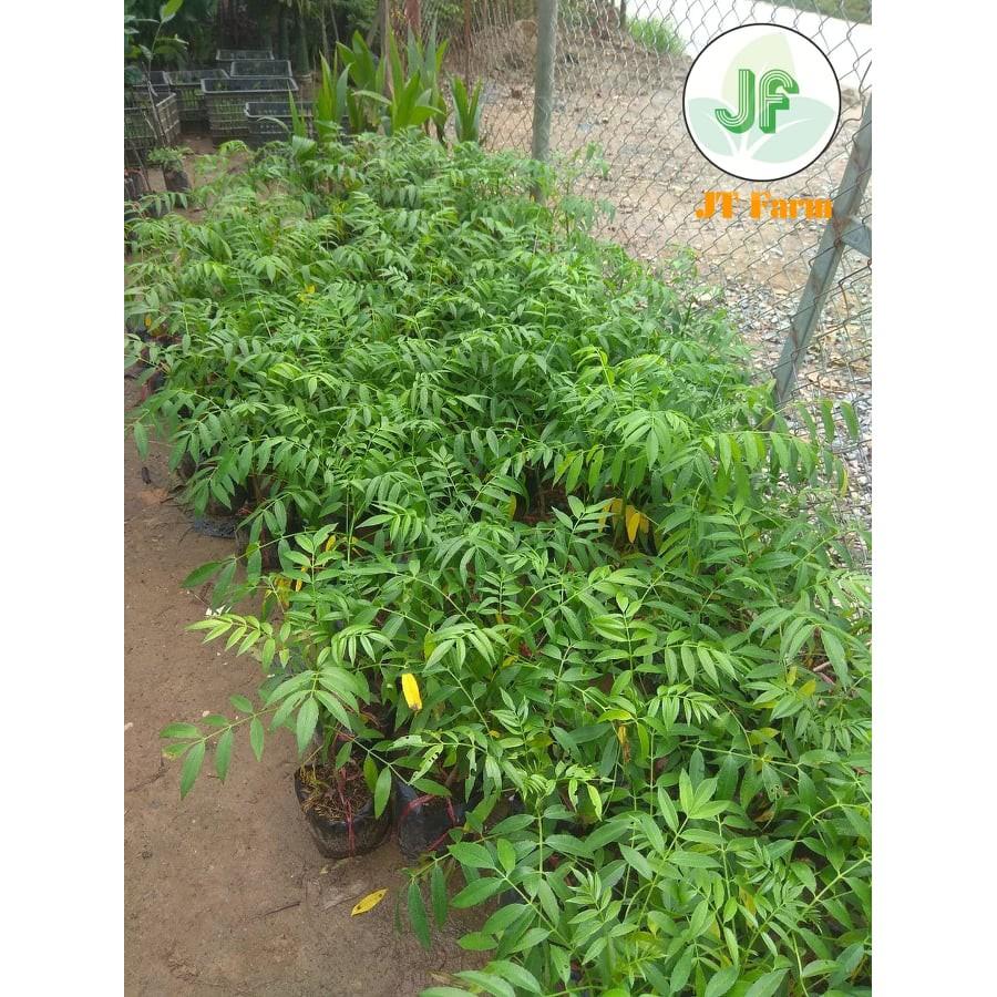 Cây giống Cóc Thái