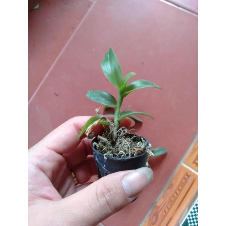 Sản Phẩm hoa phong lan phi điệp lộc bắc gieo hạt