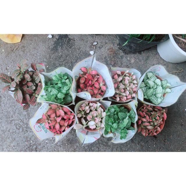 Cây Cẩm Nhung 35k