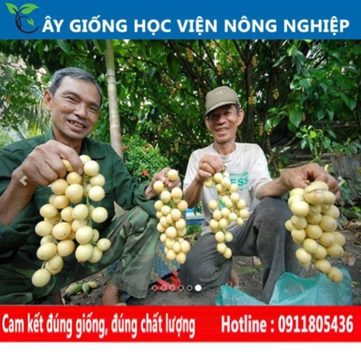Sản phẩm Cây Ăn Trái cây ăn quả - cây dâu da thái năng suất cao