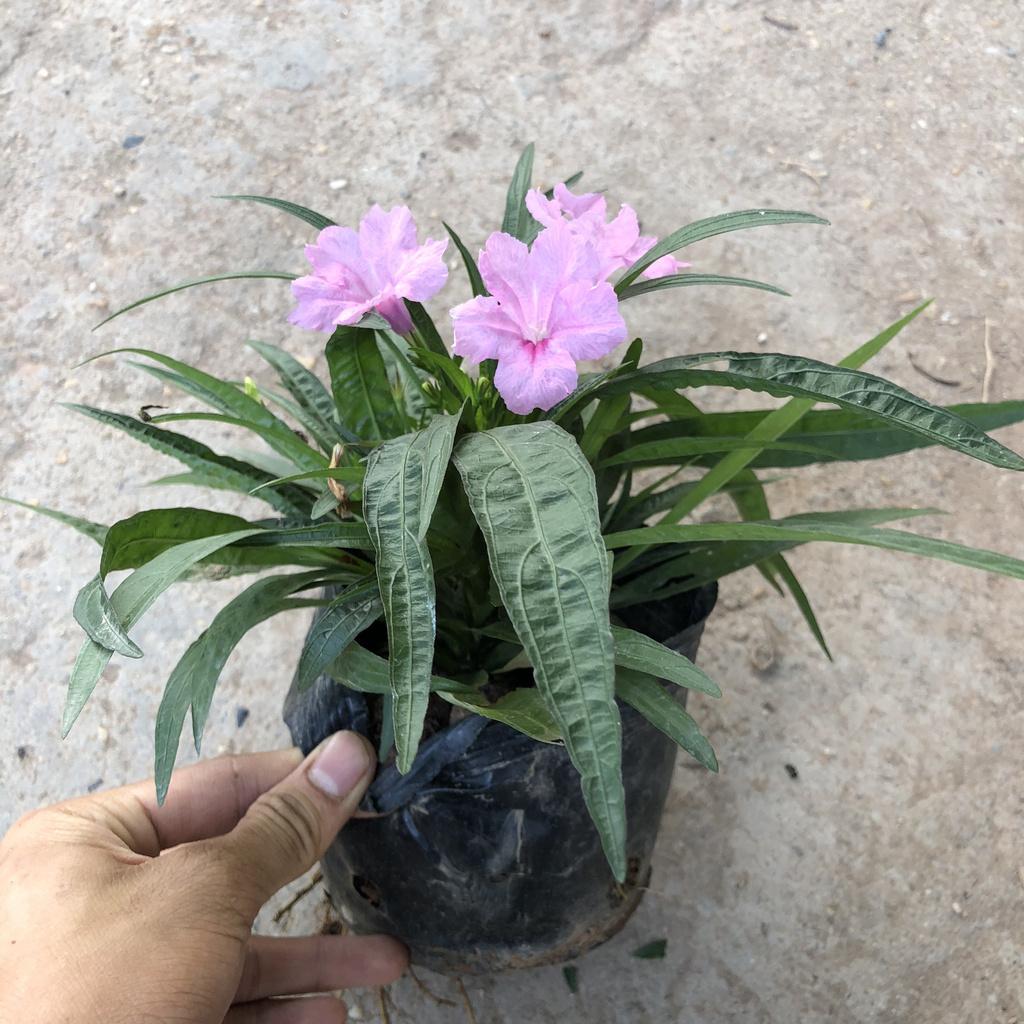 Cây hoa thạch thảo , Chiều cao 10cm nụ hoa nở đẹp, thích hợp trang trí cảnh quan