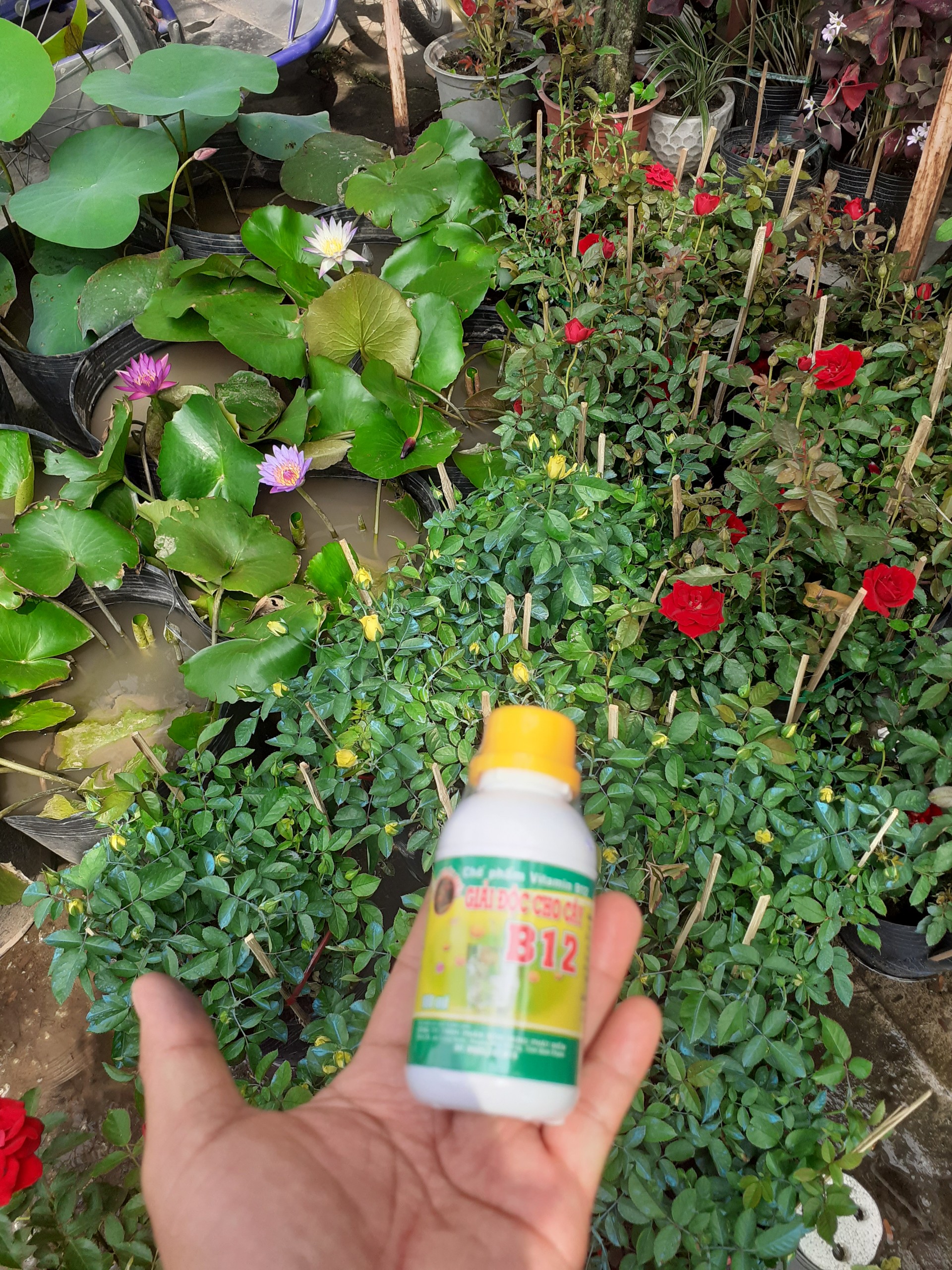 Vitamin B12 giải độc cho cây trồng