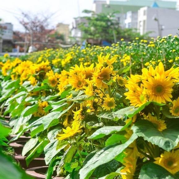 Bộ 3 gói Hạt giống hoa hướng dương tháp-,gói 30 hạt-tặng kèm gói phân bón lót