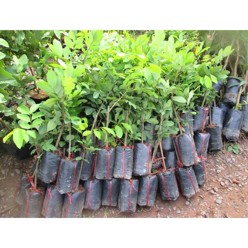 CÂY GIỐNG CHÔM CHÔM NHÃN