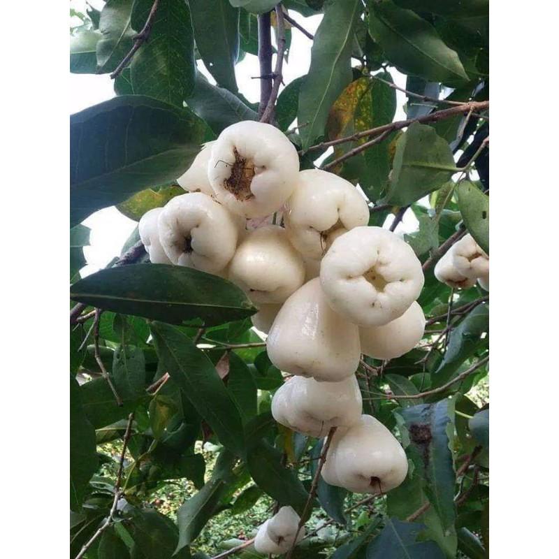 Cây Mận Trắng Sữa - Giống cây trồng cây ăn trái