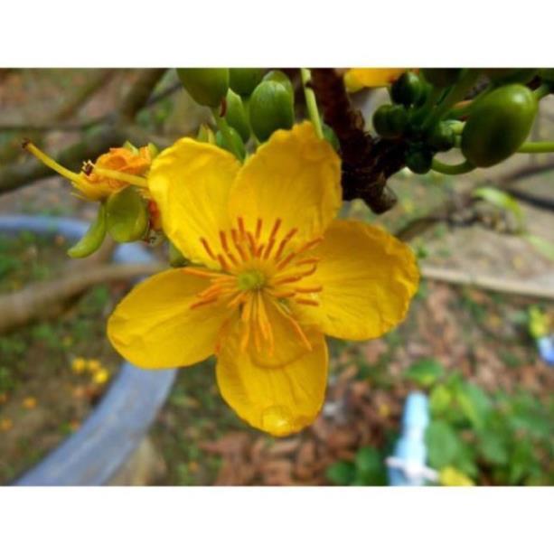 COMBO 2 BẦU CÂY GIỐNG MAI VÀNG 5 CÁNH ĐƠN