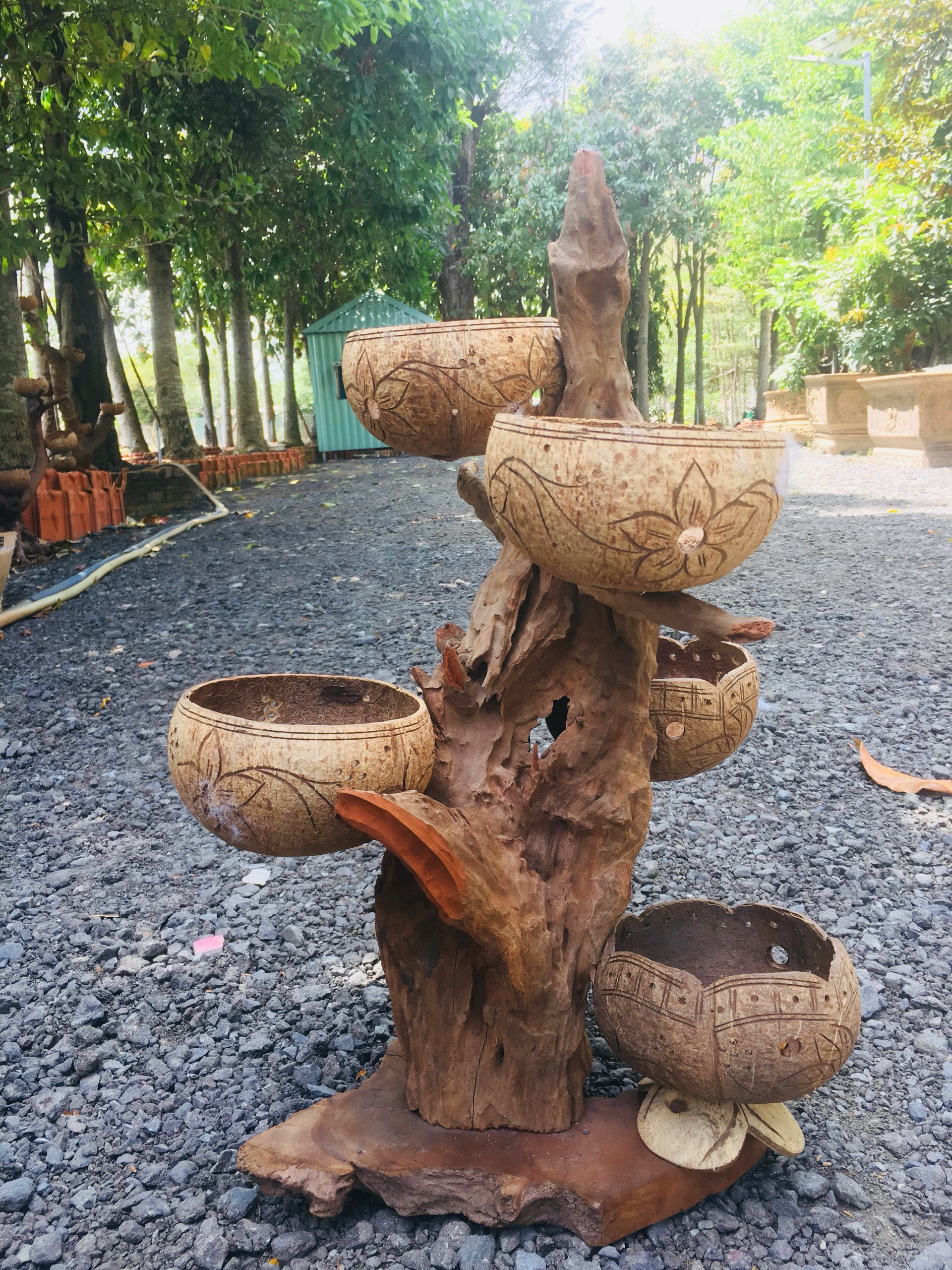 GỖ LŨA GHÉP GÁO DỪA NGHỆ THUẬT TRỒNG LAN, CÂY CẢNH TRANG TRÍ TRONG NHÀ, SÂN VƯỜN....chọn mẫu 5 gáo