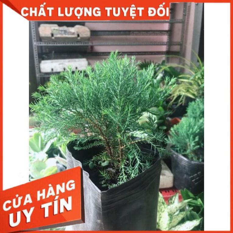 Tùng bồng lai và chậu sứ tráng men Nhiều Người Mua