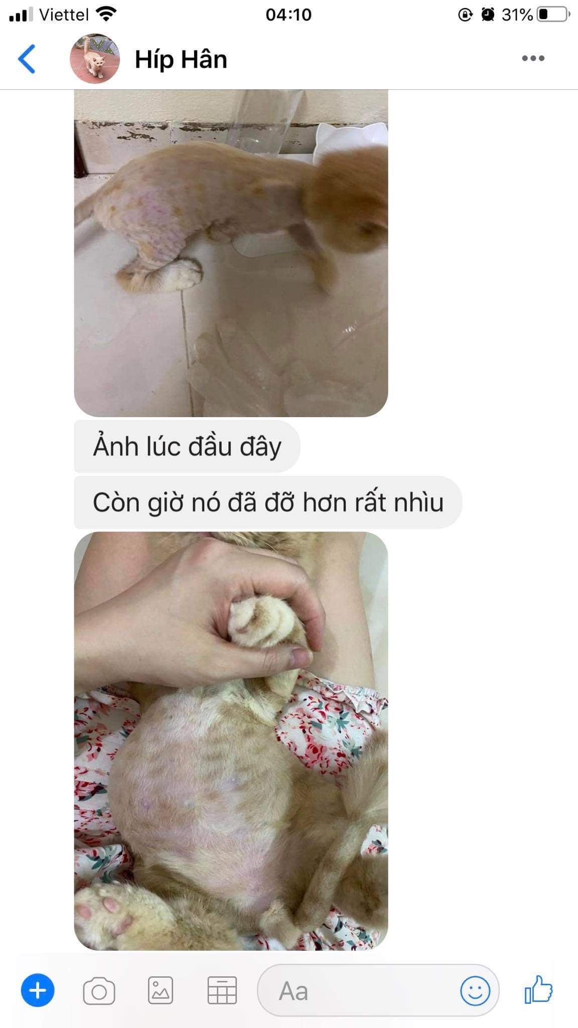 Xịt trị nấm, viêm da, ghẻ chó mèo từ Thảo dược