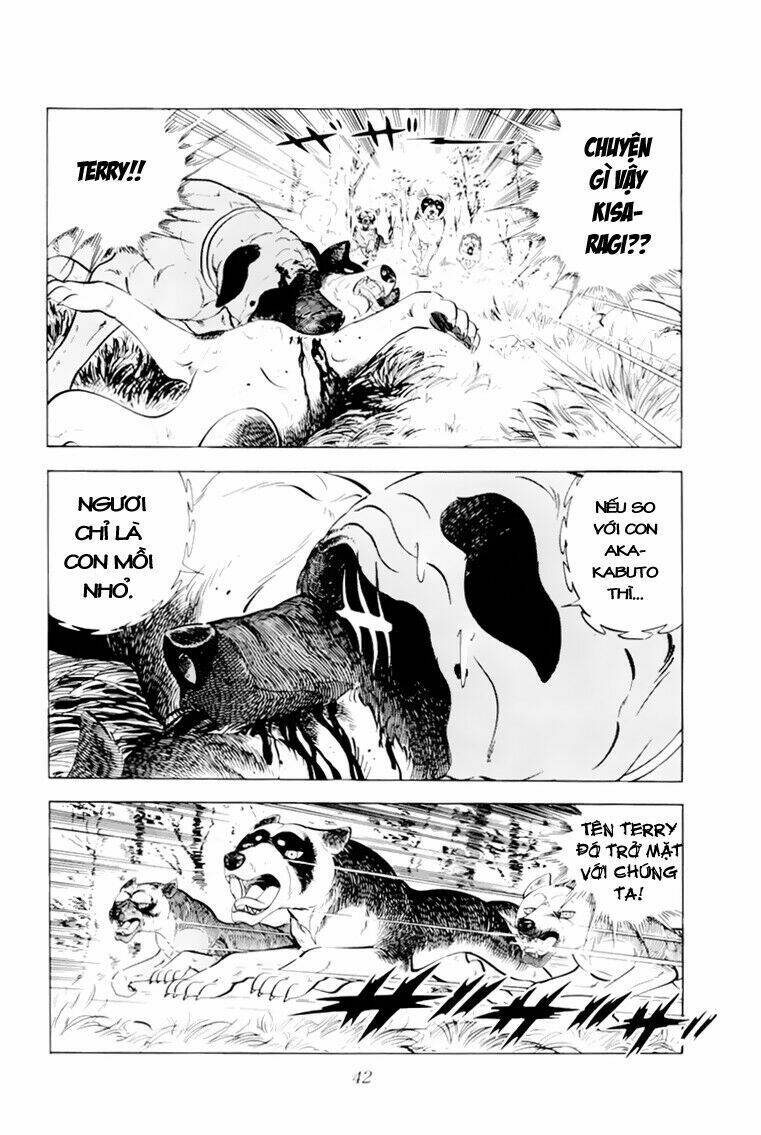 chú chó có nghĩa - ginga nagareboshi gin chapter 31 42