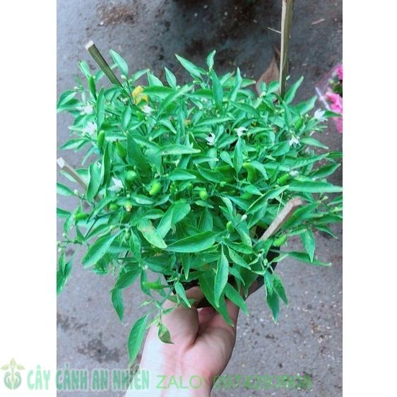 Bụi Ớt Hiểm