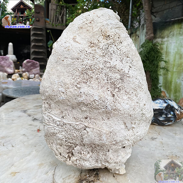 Ngọc sò tai tượng thô vẻ đẹp của đại dương - 10kg - VST10