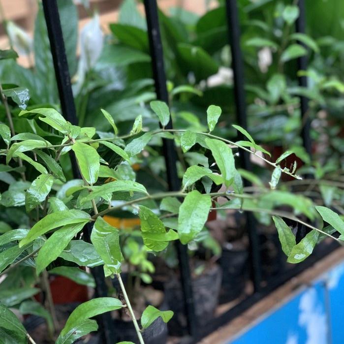 Cây Cúc Tần Ấn Độ - Cây leo trồng hàng rào, ban công chống nắng nóng