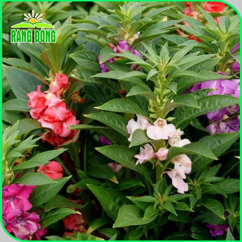 Hạt giống Hoa Móng Tay Nhiều Màu Rd 809 (0,1g~20 hạt) dễ trồng, hoa nở liên tục, quanh năm - Hạt giống Rạng Đông