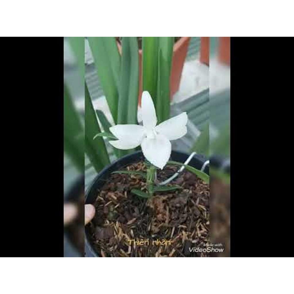 Cốc phi điệp 5 cánh trắng THIÊN NHÃN - hàng gieo hạt - hoa xổ số - hoa siêu đẹp